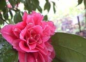 島根県江津市・椿祭り＆菜の花祭り