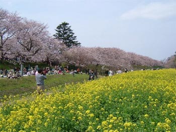 権現堂堤