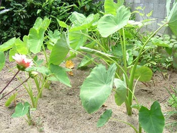 里芋の葉