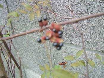 山椒の実
