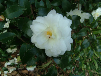 山茶花