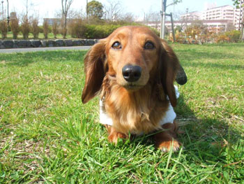 愛犬クイーポ