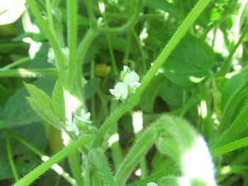 大豆の花
