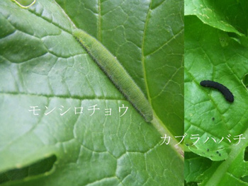 幼虫がいた！