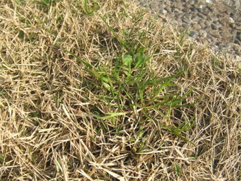 雑草