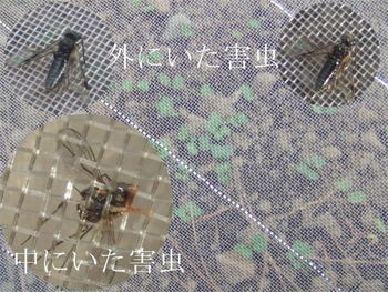 防虫ネット