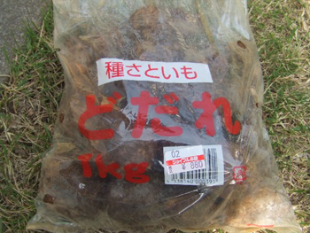 種芋