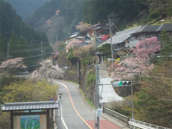 桜