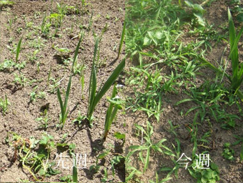 緑の絨毯