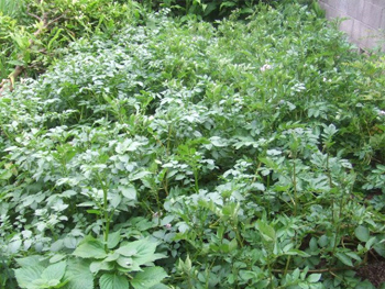 馬鈴薯