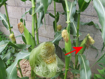 試し剥き