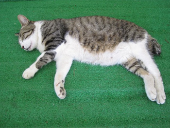 猫