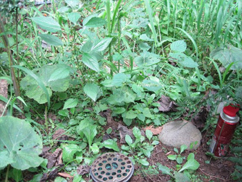 除草
