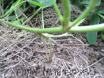 落花生