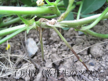 落花生
