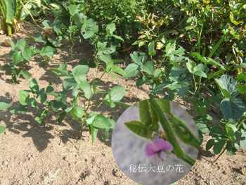 秘伝大豆