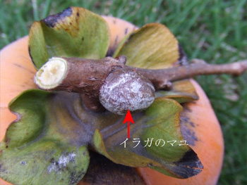 マユ