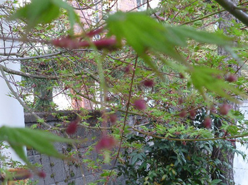 紅葉の花