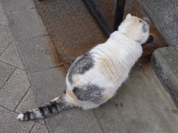 三毛猫