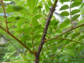 山椒の樹