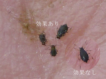 アブラムシ