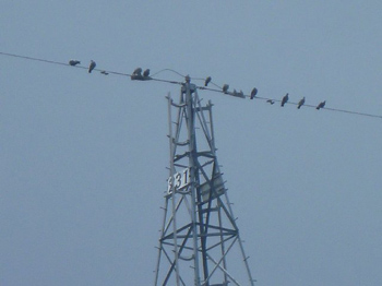 鳩