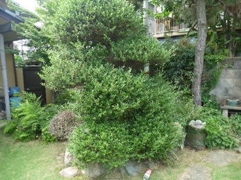 柘植