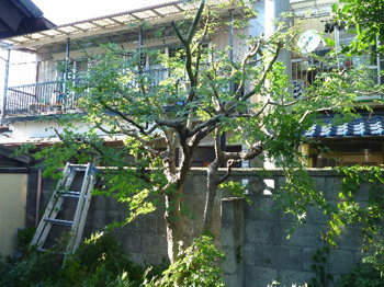小枝