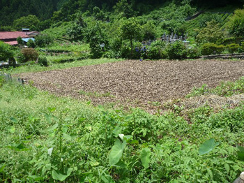 ５４坪