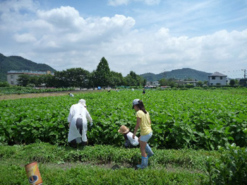 夏の陽
