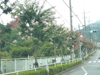 百日紅