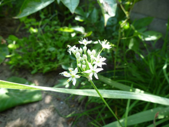 ニンニク芽