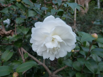 山茶花