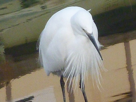 サギ