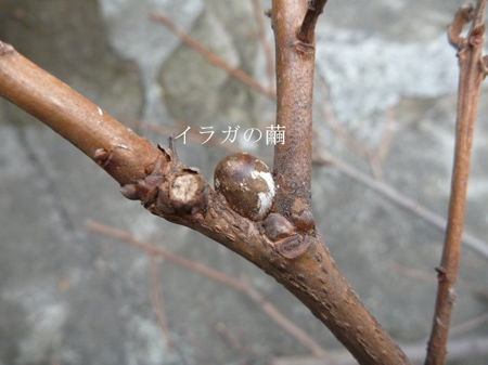 繭