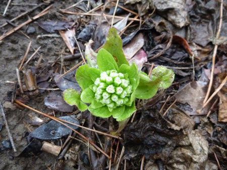 蕗の薹