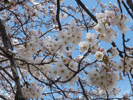 桜
