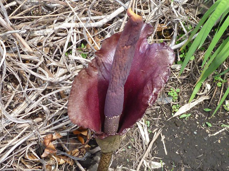 蒟蒻の花