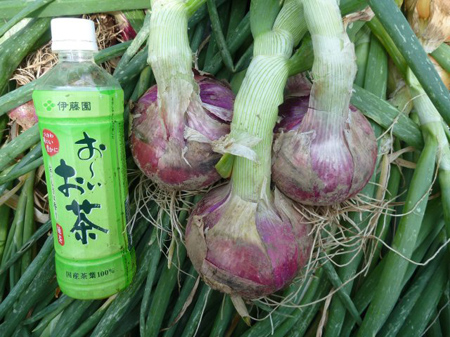 育ちました