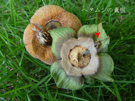 ヘタ