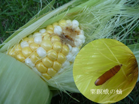 蛹