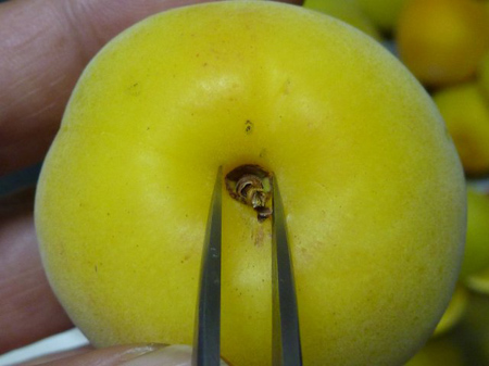 蔕