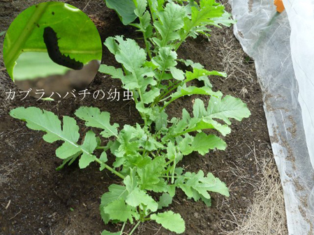 ダイコン