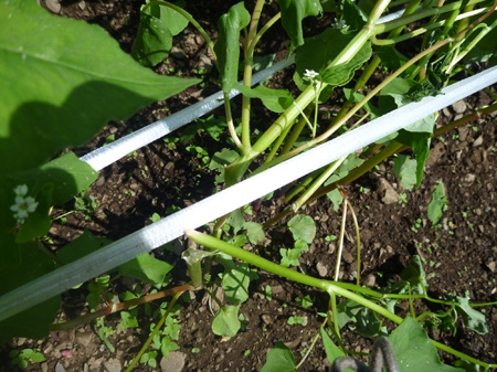 泣き面に蜂