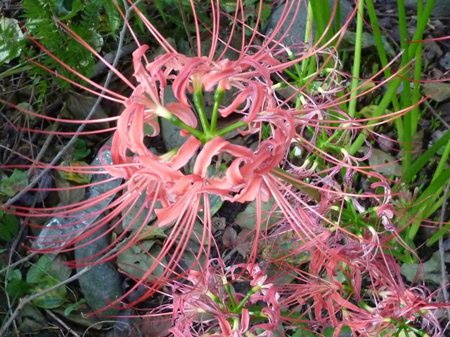 曼珠沙華(紅)