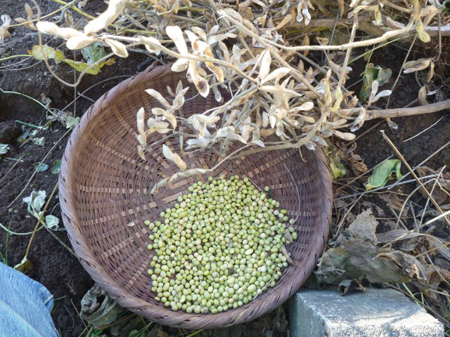 大豆