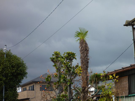 黒雲