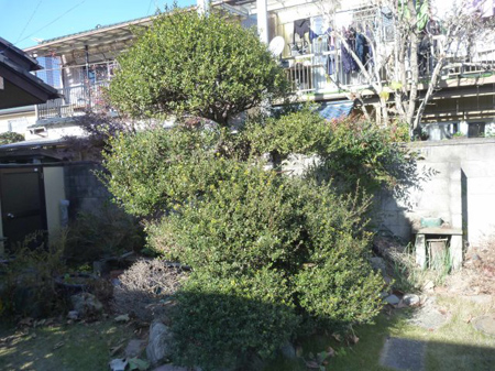 柘植の枝