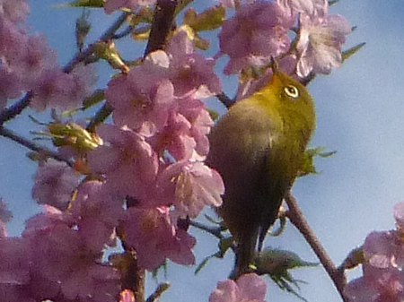メジロ