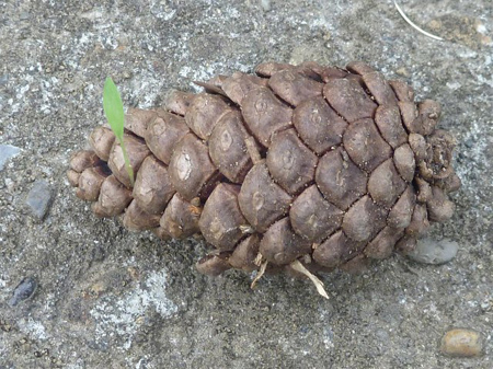 根性雑草